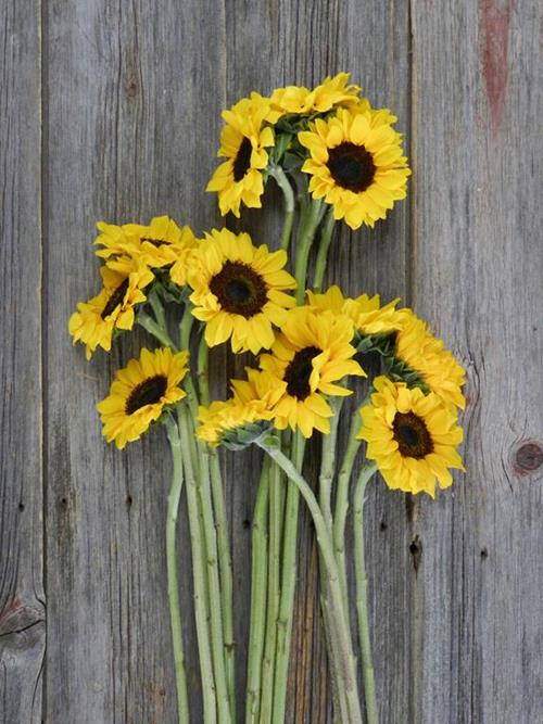 20 LARGE, 20 MEDIUM & 20 PETITE YELLOW SUNFLOWERS